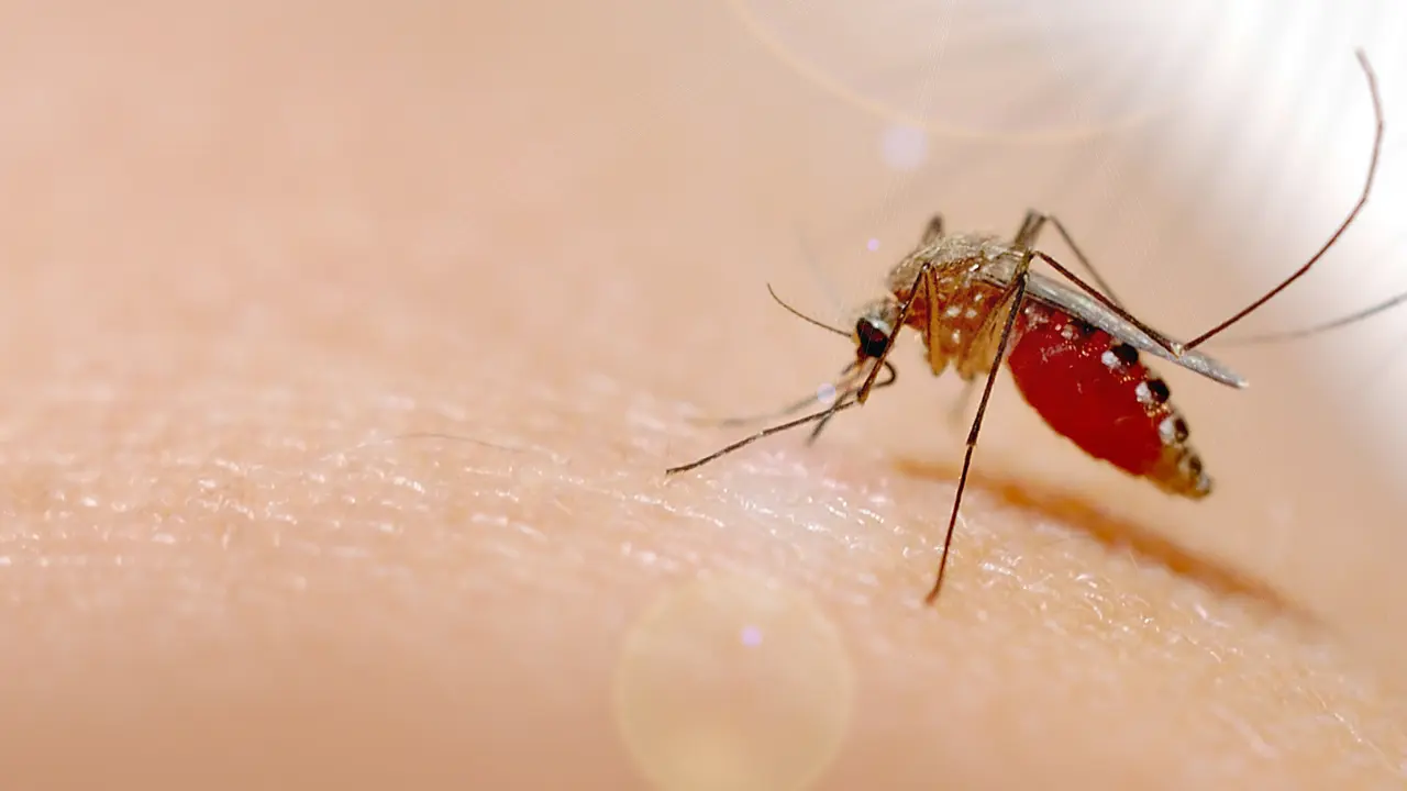 Chikungunya Explained Simply | Symptoms & Prevention